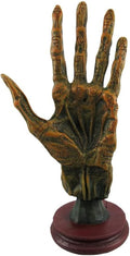 Alchemy Mummified Palmistry Hand Gothic
